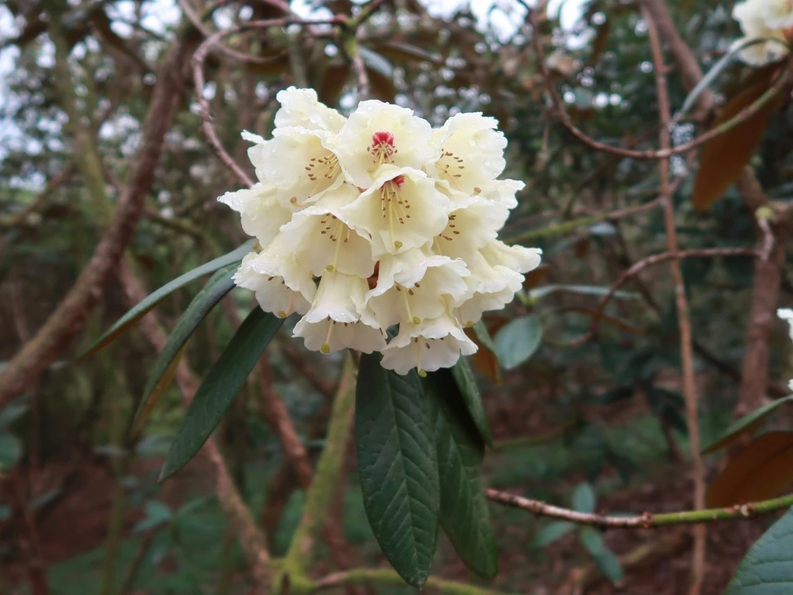 R. wightii hybrid